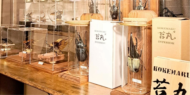 shop / 苔丸インテリア